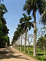 (Roystonea borinquena) palmeiras imperiais, sao paulo botanical garden Arboretum J Botanico Sao Paulo Brazil