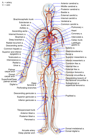 Arterial System en