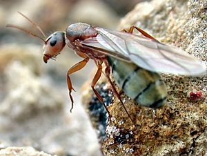 Camponotus crispulus queen ant