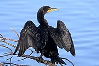 Double-crested Cormorant at Ding Darling NWR