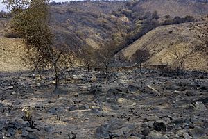 FEMA - 33516 - burned vegetation in California