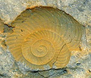 Graftonoceras fossil nautiloid (Lockport Dolomite, Middle Silurian; Coldwater, southern Mercer County, western Ohio, USA) (15054984258)