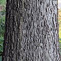 Hackberry bark (Celtis occidentalis)