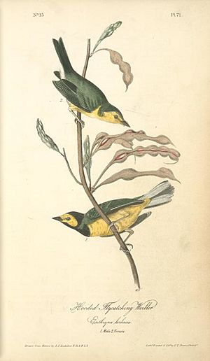 Hooded Warbler by John James Audubon