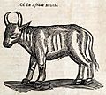 OftheAfricanBugil-Cow