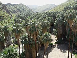 Washingtonia filifera in Palm Canyon