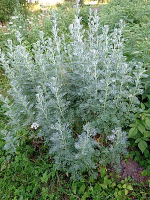 Artemisia absinthium 01