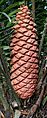 Encephalartos sclavoi reproductive cone