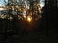 Gambel Oak and Ponderosa Pine in the Hualapai Mountain sunrise