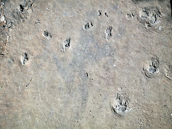 Grand Canyon National Park Hermit Trail Fossil Footprints 3665 (7464100790)