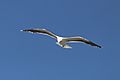 Great black-backed gull (Larus marinus) in flight