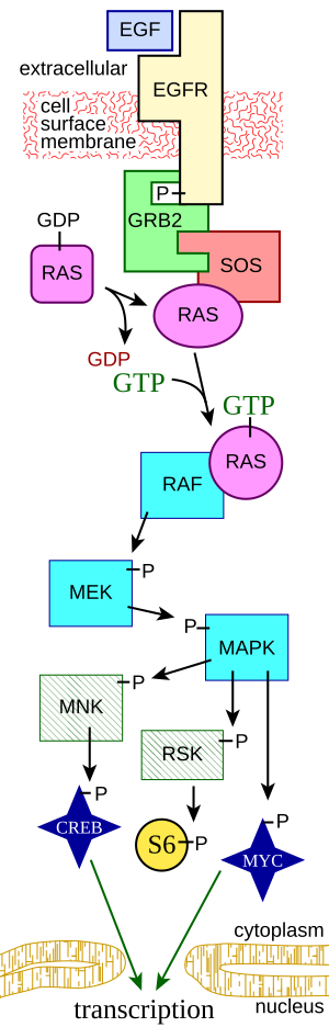 MAPKpathway diagram