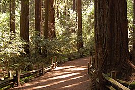 Redwood Forest Trail (2448584114)