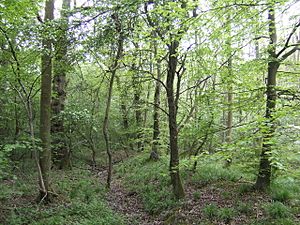 Salcey Forest in mid-spring - geograph.org.uk - 422628.jpg