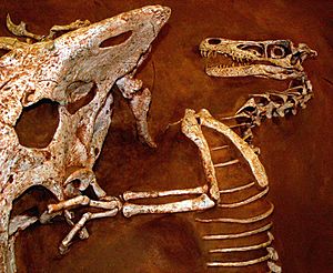 Velociraptor and Protoceratops - Fighting dinosaurs