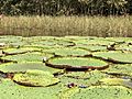 Victoria Amazonia - Giant water lilies in the Amazon basin near Manaus, Brazil