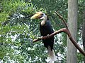 Aceros corrugatus -Roger Williams Park Zoo, Rhode Island, USA-8a