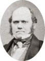Charles Darwin by Maull and Polyblank, 1855-crop