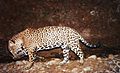 El-jefe-jaguar-fws1