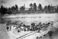 Mule Train at Quesnel River (cropped)