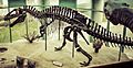 Museum of Natural Science Acrocanthosaurus