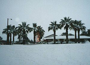 Palm Trees and Snow