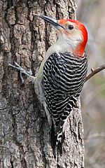 Red-bellied Woodpecker-27527