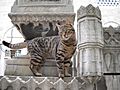 Süleymaniye Camii Haziresi'nde bir kedi