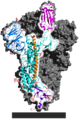 6VSB spike protein SARS-CoV-2 monomer in homotrimer
