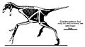 Epidexipteryx hui