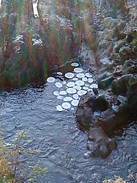 Ice Circles in the river Llugwy at Betws-y-coed 31.12.08