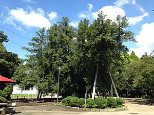 Kaya tree in front of Nishinomaru Exhibition Hall in Nagoya Castle 2