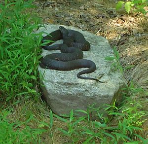Loantaka Brook Reservation bikeway two snakes on rock cuddling