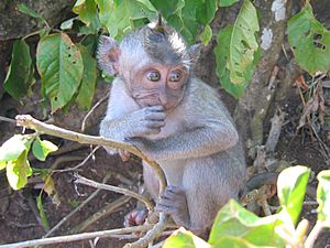 Macaque juvenile-Nusa Penida
