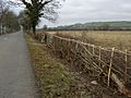 Newly laid hedge