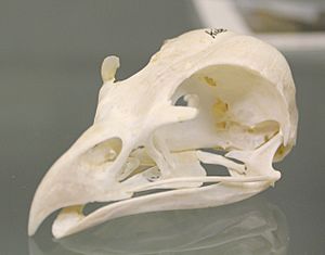 Red Kite (Milvus milvus) skull at the Royal Veterinary College anatomy museum