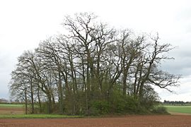 Tumulus Flaxweiler