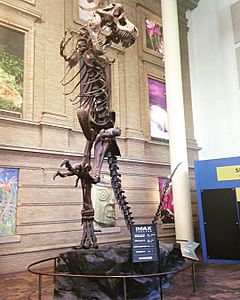 Tyrannosaurs Rex cast mount, Denver Museum of Nature and Science, Denver, Colorado, USA, 2016