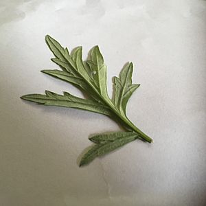 Artemisia vulgaris lower side of leaf
