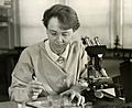 Barbara McClintock (1902-1992) shown in her laboratory in 1947