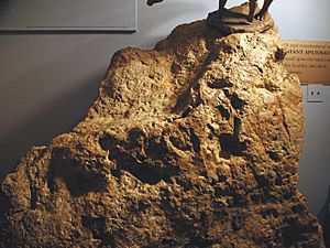 Infant Apatosaurus dinosaur tracks