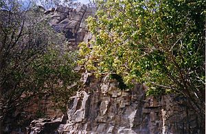 Kangaroo-Point-Cliffs-photo-taken-September-2007
