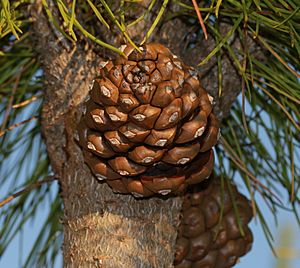 Pinus pinea - cone - Flickr - S. Rae