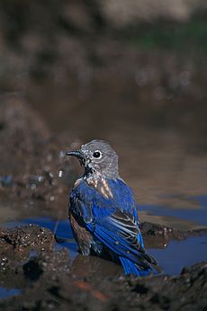 Western Bluebird, Juvenile, Arizona (19676672280)
