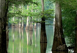 White River, Arkansas.jpg