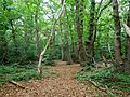 Woodland in Petts Wood (II)
