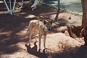 1208 To Alice Springs - Baby Dingo