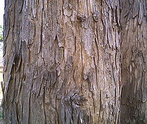 Bark of Lagerstroemia parviflora