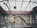 Berlin Naturkundemuseum Brachiosaurus henningsphoto de