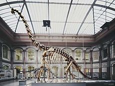 Berlin Naturkundemuseum Brachiosaurus henningsphoto de.jpg